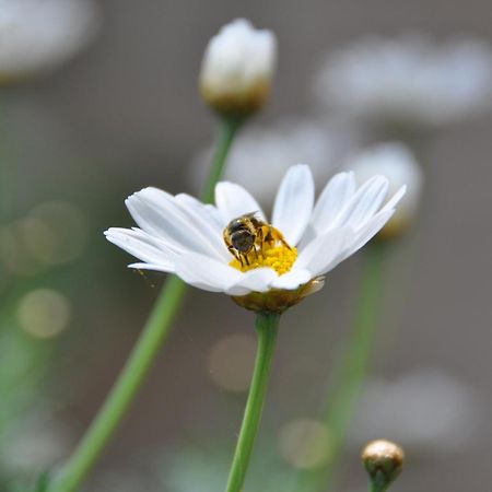 La Cigaliere 호텔 르보쎄 외부 사진